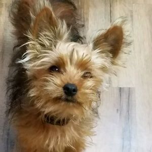 Meet your Posher, Sandy